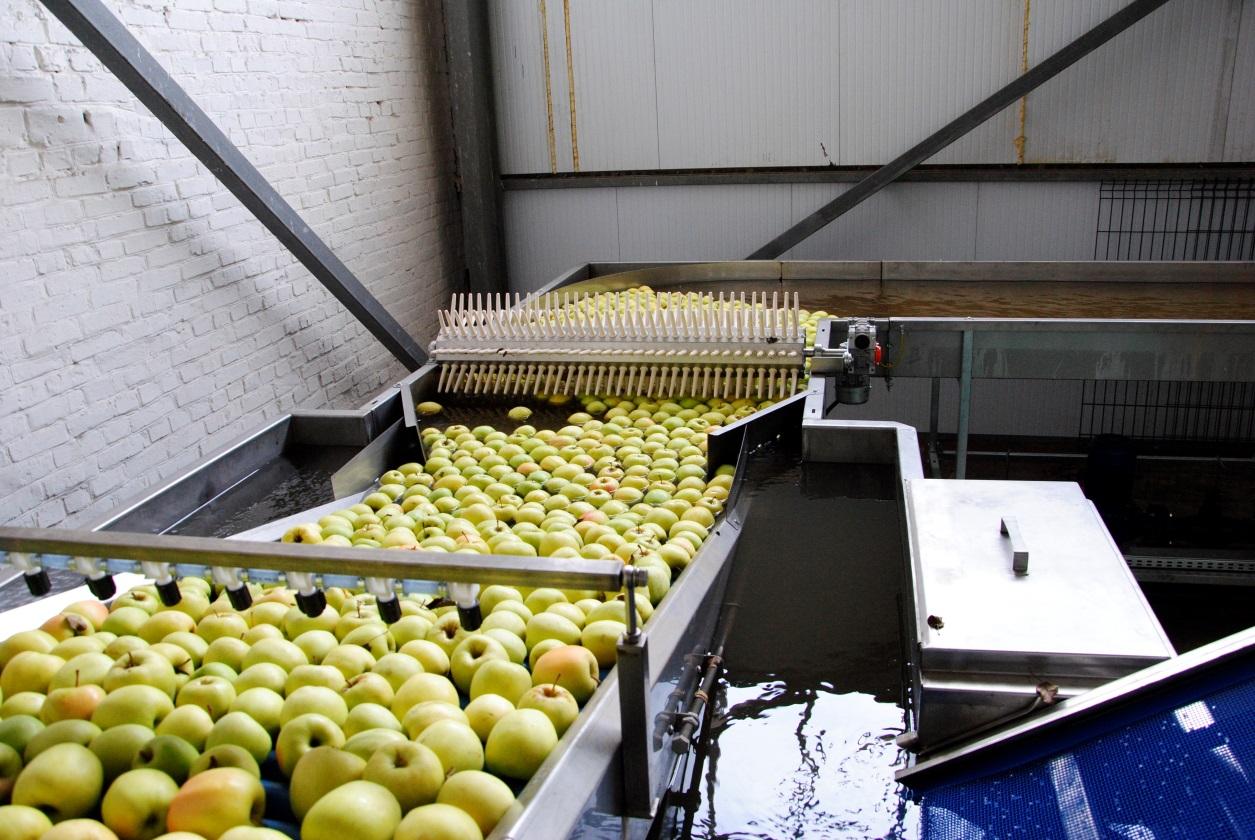 Цех переработки фруктов. Переработка овощей и фруктов. Сортировочное оборудование для яблок. Сортировка яблок. Переработка фруктов.